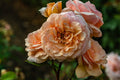Rosa Orange - Trandafir Orange