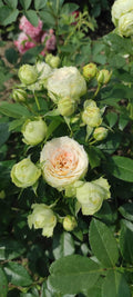 Artemis Rose