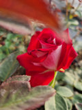 Rosa Osiria - Trandafir Osiria