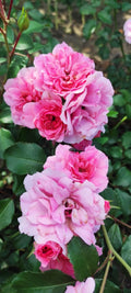 Rosa Petrina -Trandafir Petrina