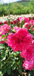 Rosa Rossarium Uetersen
