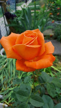 Rosa Monica