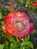 Rosa Nostalgie - Trandafir Nostalgie