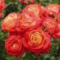 Rosa Midsummer - Trandafir Midsummer