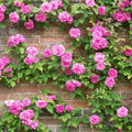 Rosa Sachsengruss
