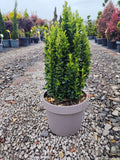 Euonymus Japonicus Benkomasaki