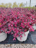 Loropetalum Chinense Black Pearl