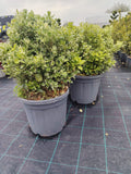 Euonymus japonicus 'Elegantissima Aurea' - ghiveci 20 l