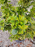 Euonymus aurea Silver King - ghiveci de 7,5 l