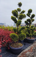 Cupressocyparis leylandii ‘Gold Rider’ – Bonsai- ghiveci 70 l