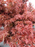 Acer Palmatum Jerre Schwartz- ghiveci 55l