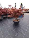 Acer Palmatum Jerre Schwartz - ghiveci 7.5 l