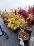 Acer palmatum ‘Orange Dream’ - ghiveci 7.5 l