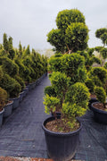 Cupressocyparis leylandii ‘Gold Rider’ – Topiary tip pon pom - ghiveci 70 l