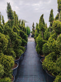 Cupressocyparis leylandii Spirala - ghiveci 25 l