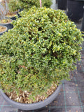 Ilex Crenata - ghiveci 50 l