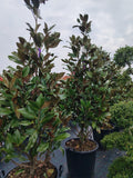 Magnolia Grandiflora - Ghiveci 100 l