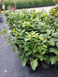 Prunus laurocerasus Novita - Ghiveci 3 l