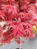 Acer palmatum ‘Atropurpureum’  pe trunchi - Ghiveci 50 l