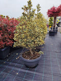 Ilex Aquifolium Argenteomarginata - ghiveci 30 l