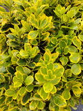 Euonymus japonicus 'Elegantissima Aurea'  - Ghiveci 50 l