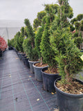 Cupressocyparis leylandii Spirala  - Ghiveci 20 l