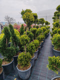 Cupressocyparis leylandii Gold Rider 3 Balls - Ghiveci 25 l