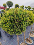 Cupressocyparis leylandii glob - Ghiveci 15 l
