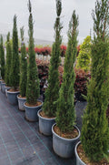 Cupressus Piramidalis - Ghiveci 25 l