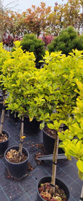 Euonymus Brvo pe trunchi - Ghiveci 7.5 l