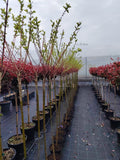 Salix Haruko - Salcie japoneza - Ghiveci 4 l
