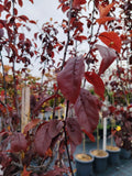 Prunus Cerasifera Nigra - Ghiveci 20 l