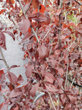 Prunus Cerasifera Pissardii - Ghiveci 25 l