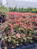 Photinia Red Robin - Ghiveci 9 cm