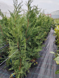Cupressocyparis leylandii - Ghiveci 3 l