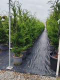 Cupressocyparis leylandii - Ghiveci 25 l