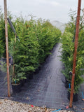 Cupressocyparis leylandii - Ghiveci 5 l