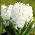 Hyacinths WHITE PEARL 17/18 - Pack of 3 Bulbs
