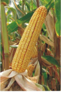 Serbian Corn - ZP 335 variety