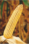 Serbian Corn - ZP 341 variety